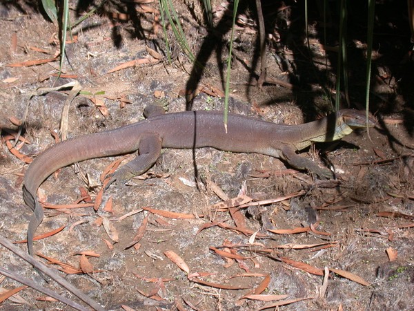 Goanna